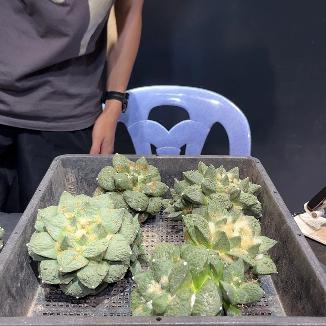 听***宝10cm自根大怒涛微损