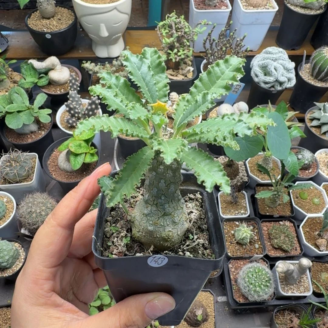 *****盘花琉桑143仙人掌球