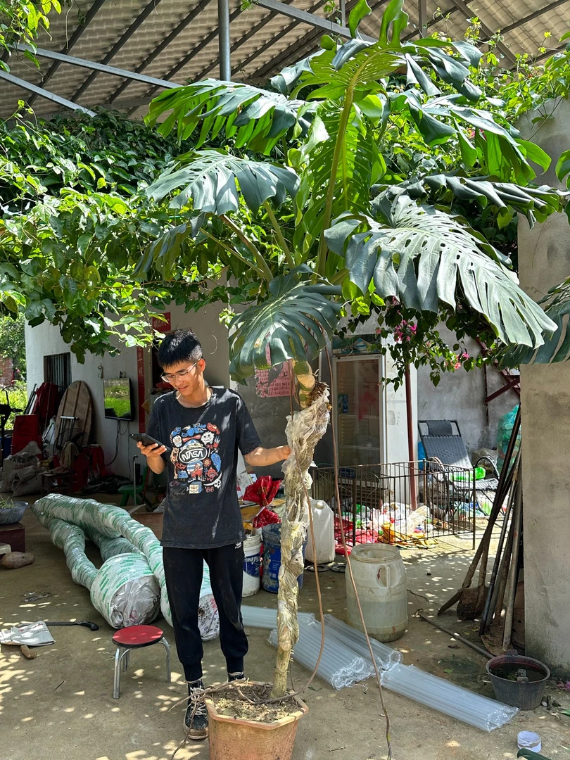 绿植 直播间一物一拍 专拍链接