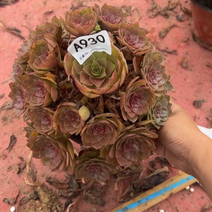 桃花石多肉植物930.