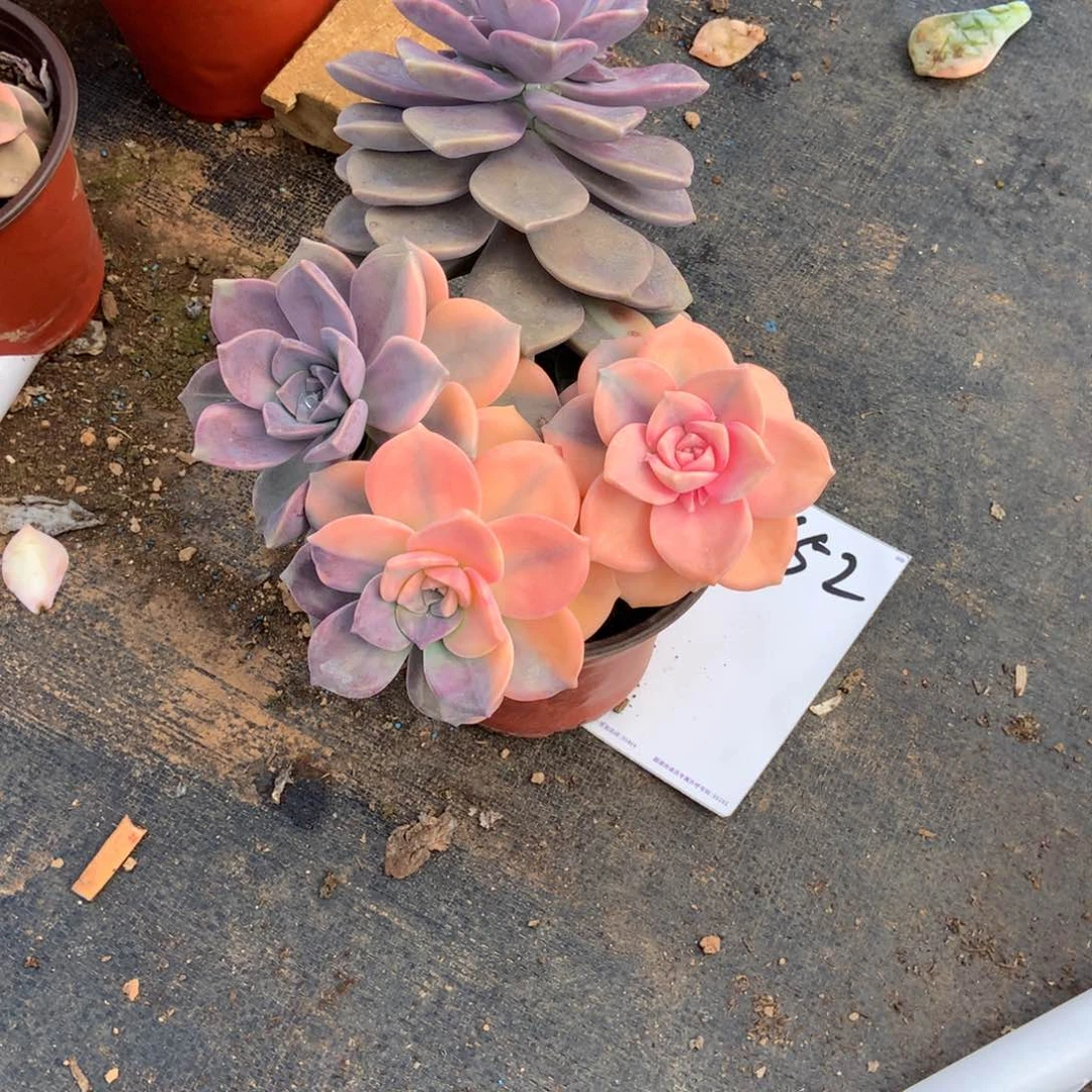 ～****～一物一拍外播多肉652紫乐锦