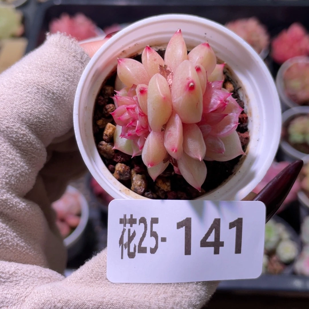 花利美25-141新品