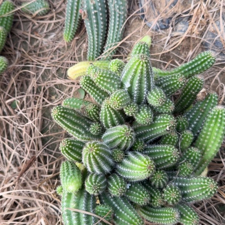 白檀仙人掌群生一群287