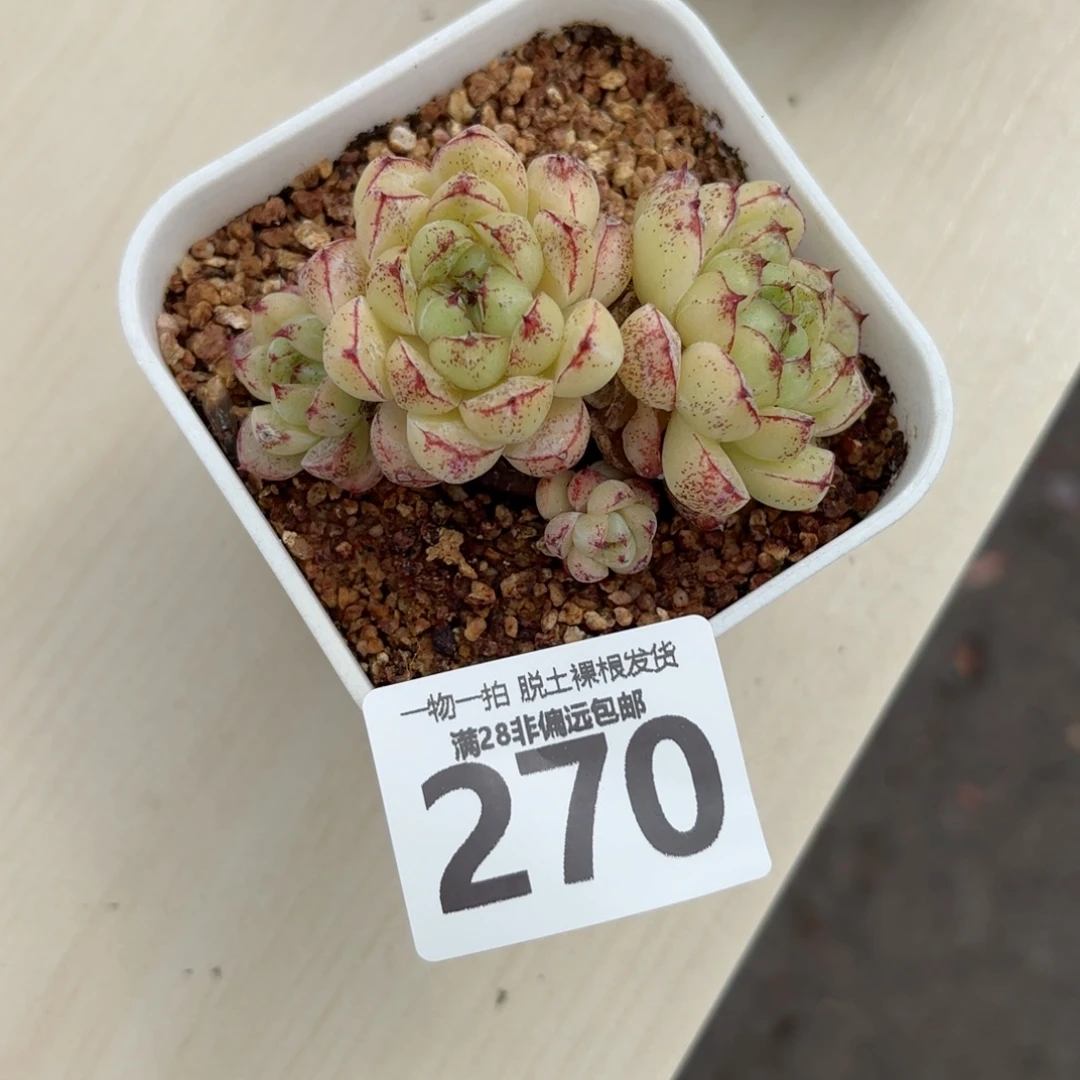 赤水晶无盆土发货