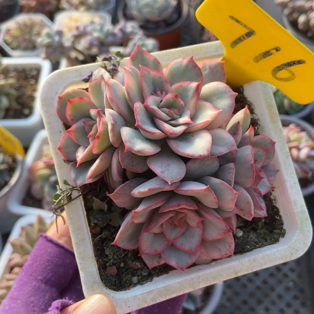 716月光女神锦多肉植物