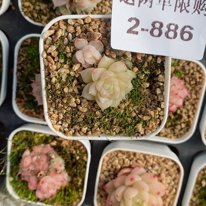 向*?2-886多肉多肉多肉多肉