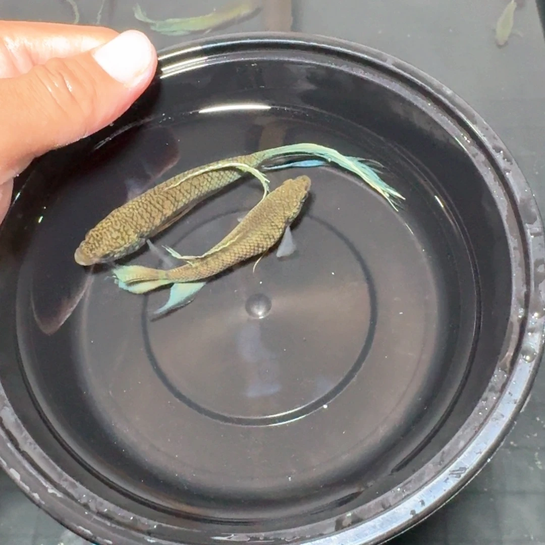 斗鱼直播间对图冰风爆55