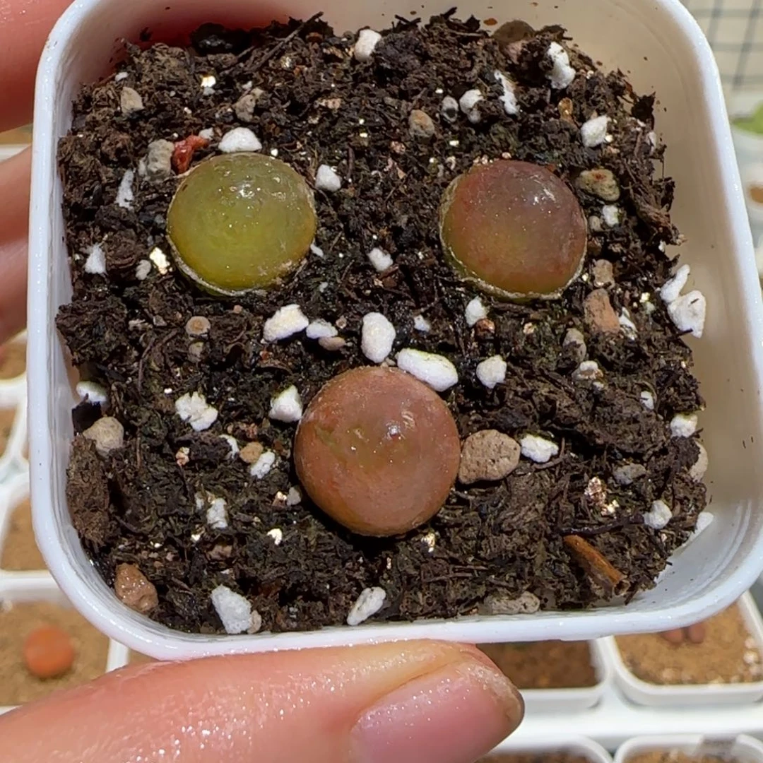 肉锥多肉植物组合-灯泡有疤一盆1133