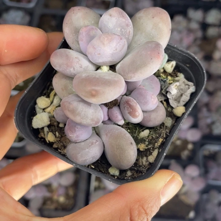 彩虹奶随机发满18包邮