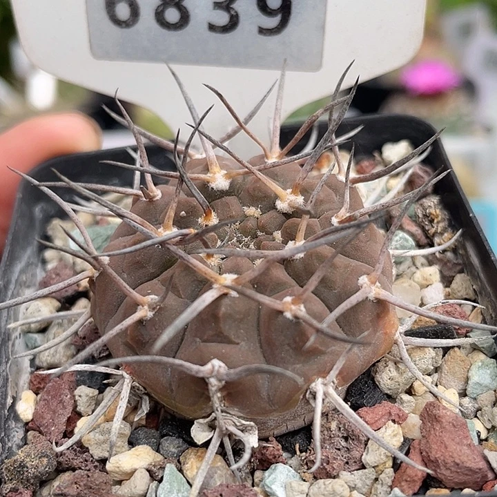 6839 武勋实生裸根发货