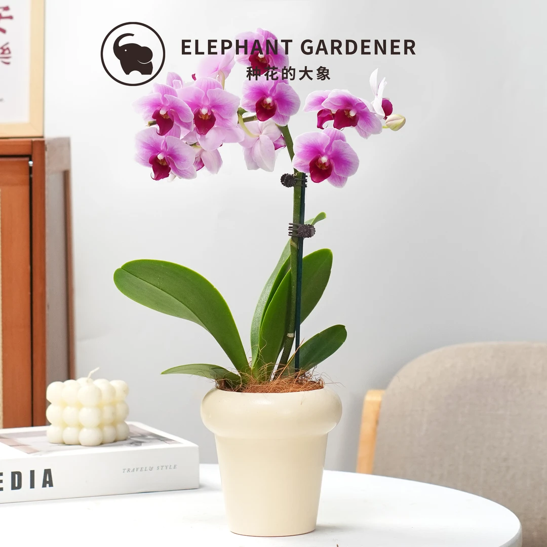 蝴蝶兰盆栽带花办公室内客厅名贵花卉植物好养桌面兰花客厅绿植
