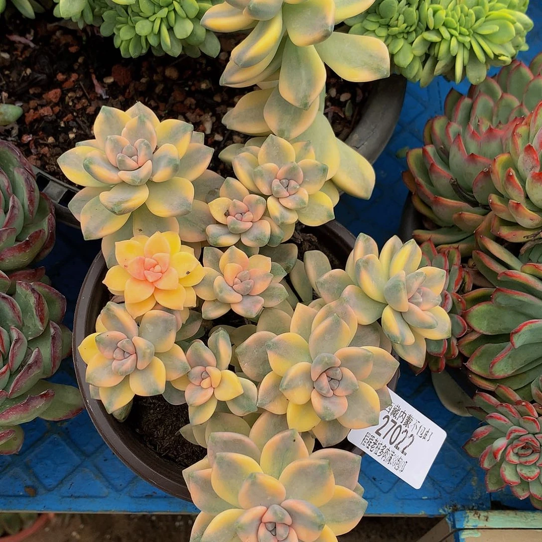 一***@美杏锦27022多肉多肉