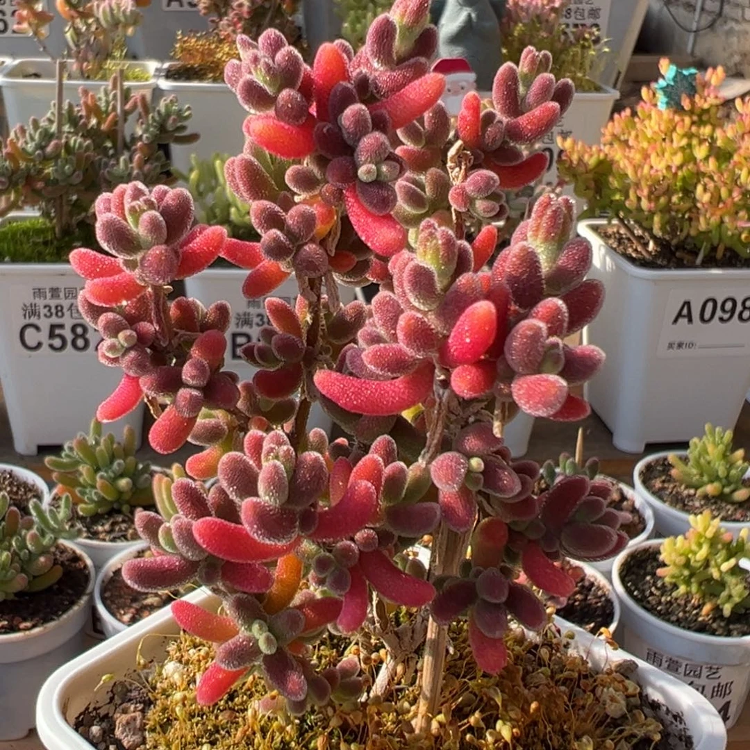 25-662枝干番杏多肉红叶优选老桩七方盆