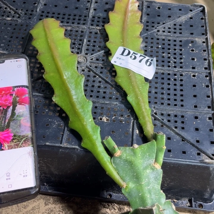 当前无花栽培后可以开花576