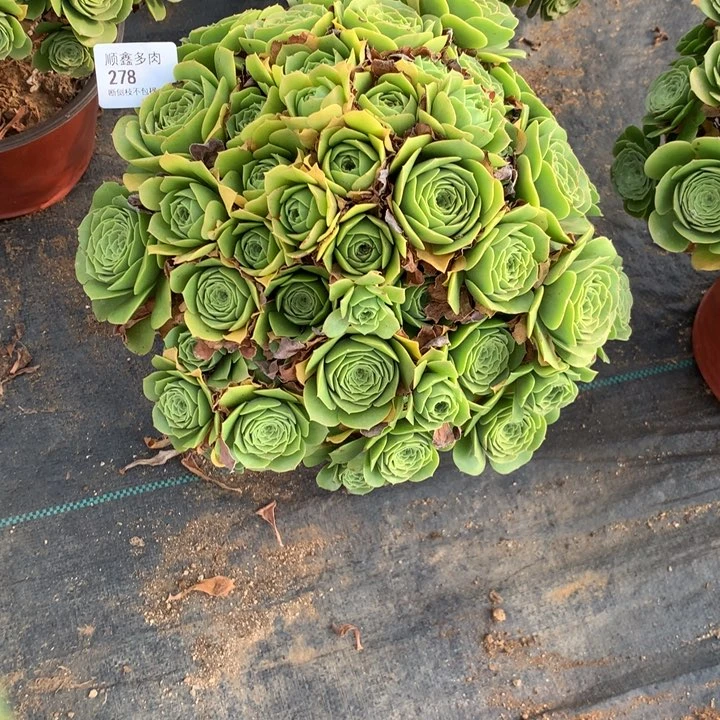278绿羊绒多肉特价不售后