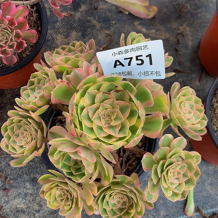 751万白多肉，不包生死