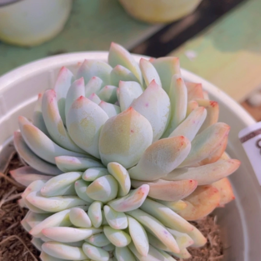 【闪购商品】橙梦露缀14158