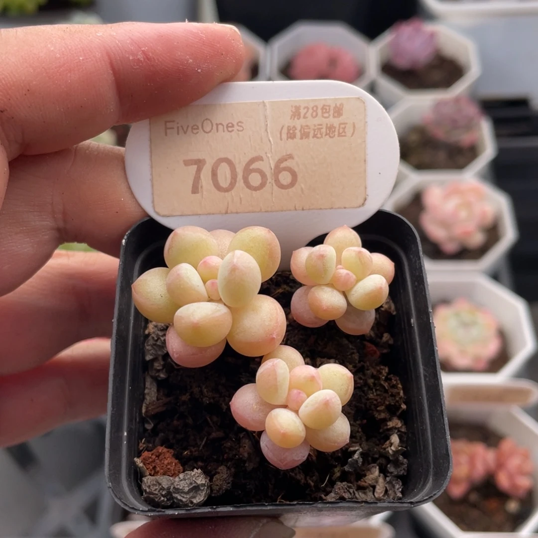 泡泡糖7066-4.5厘米