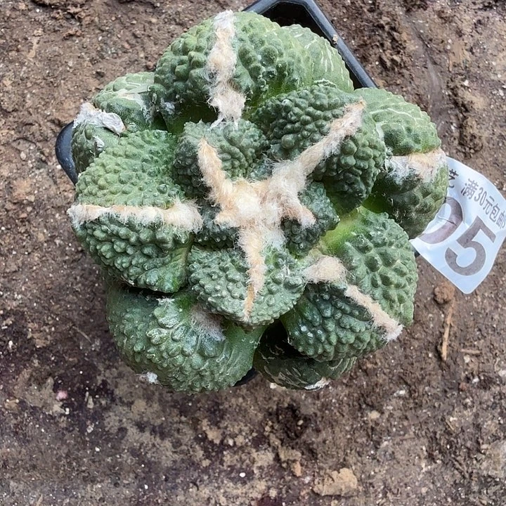 无花朵505大尤哥斯拉东三