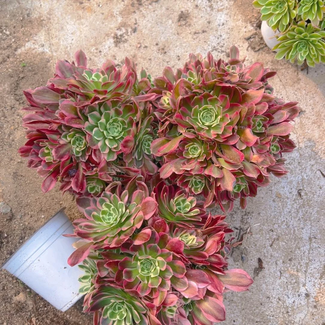 雨花石老桩多肉植物