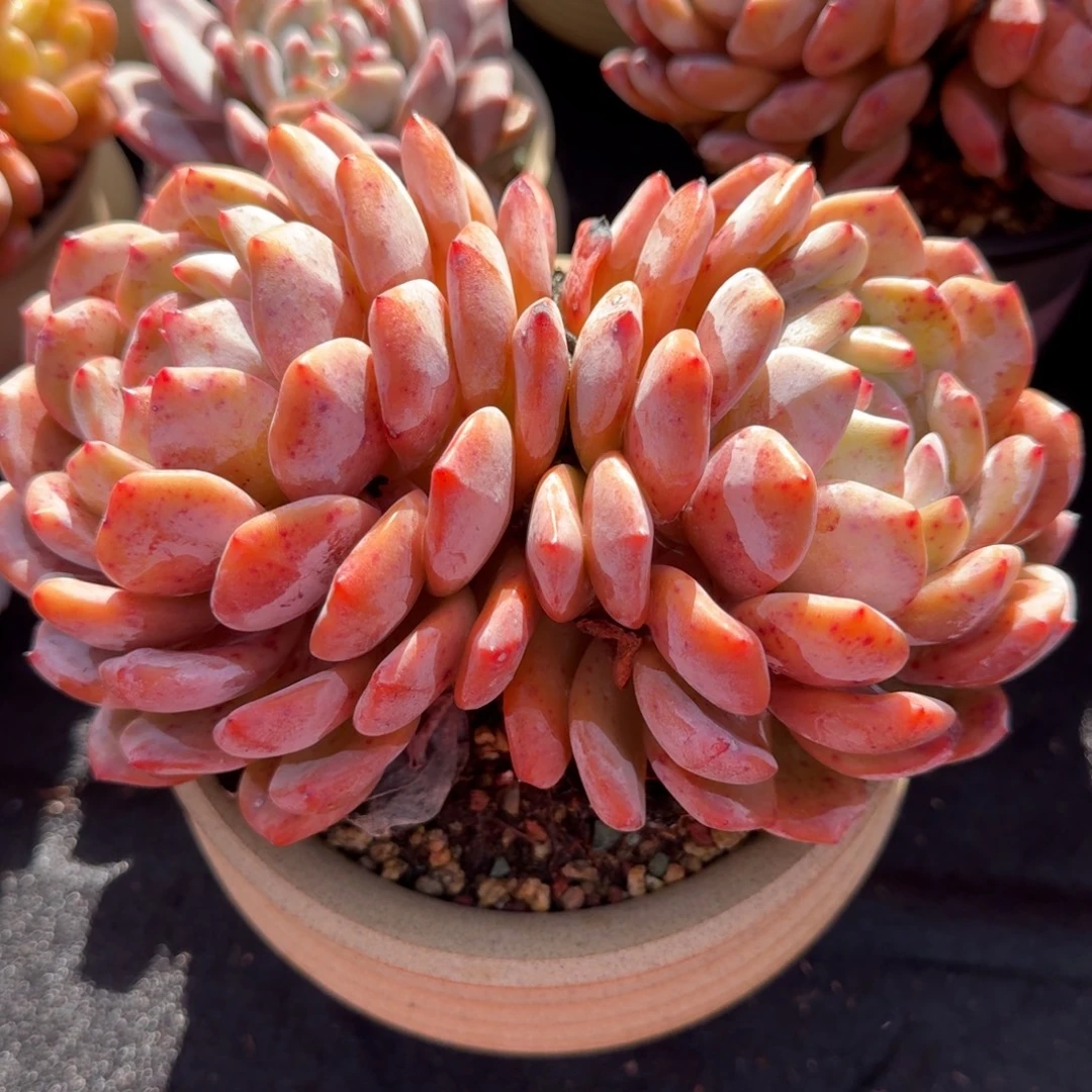 精美大双头，两个头匀称，冠幅16左右