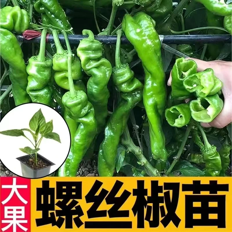 大果型螺丝椒种子香辣高产薄皮四季盆栽辣椒籽
