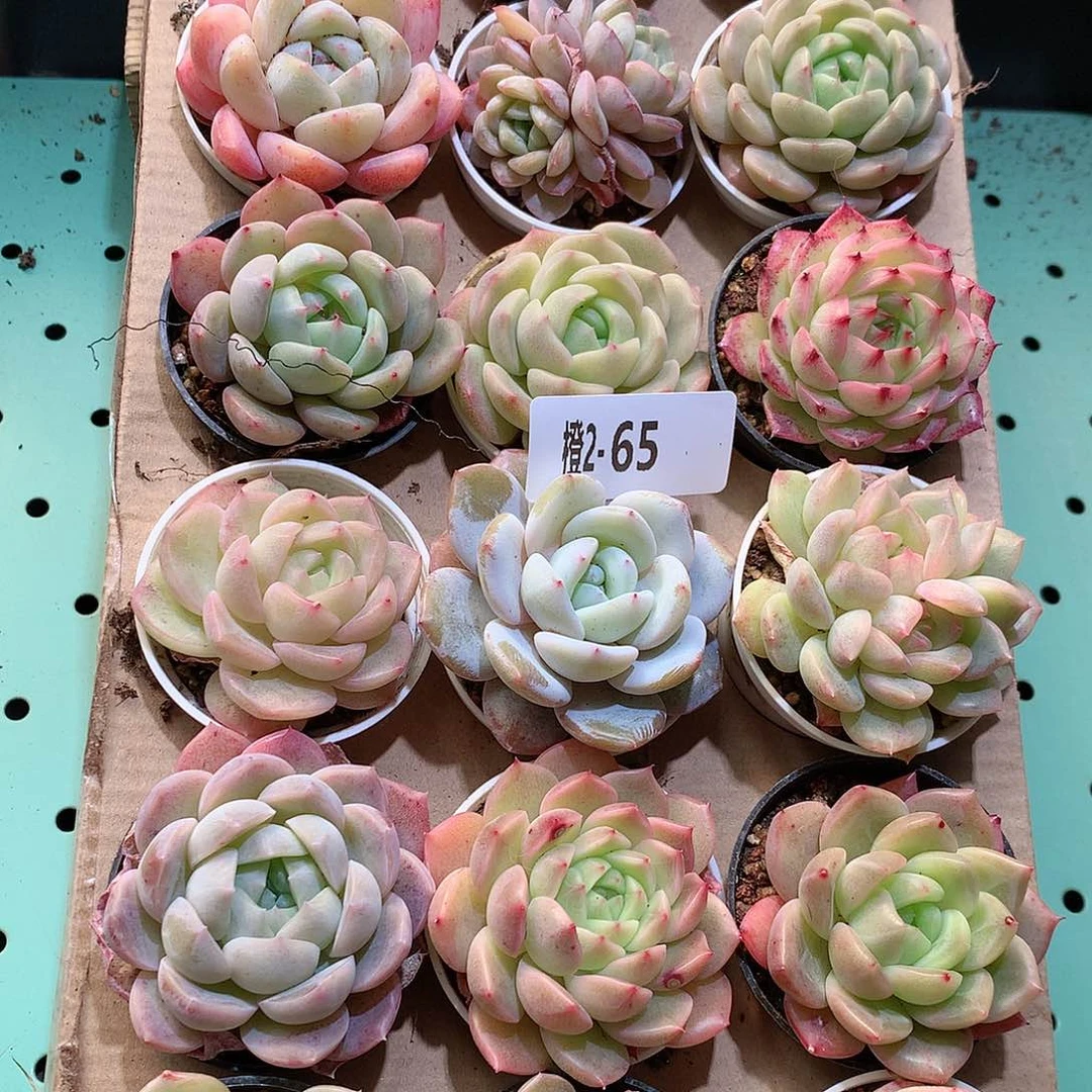 2-65一物一拍带盆18颗