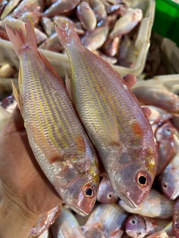 广东湛江 红三鱼 4斤