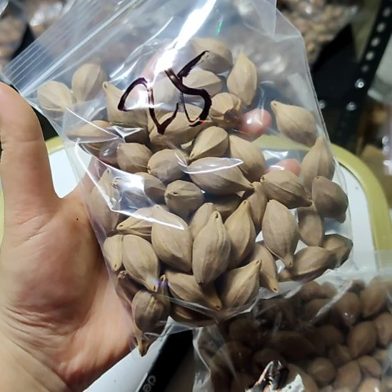 秋****吊坠橄榄核四花散籽