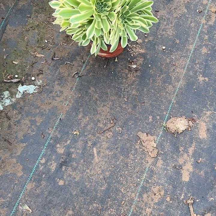 多肉法师植物链接22