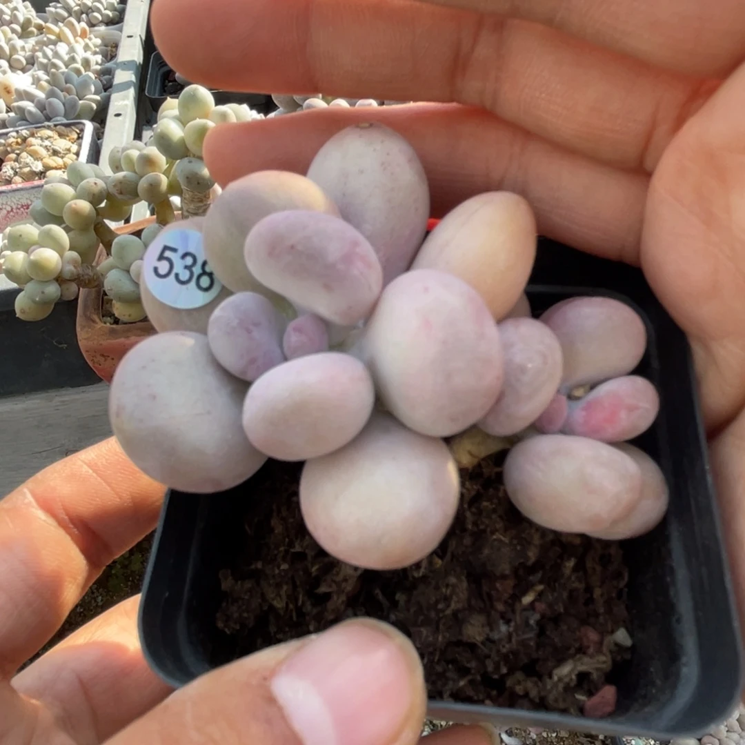 达摩奶酪多肉植物