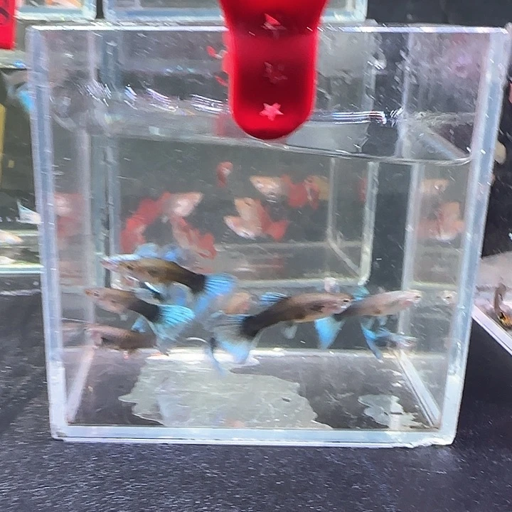 孔雀鱼224号，10条