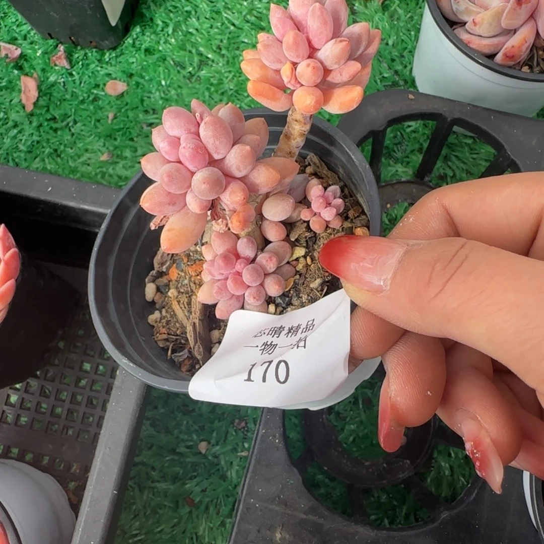 闪购精品多肉170号