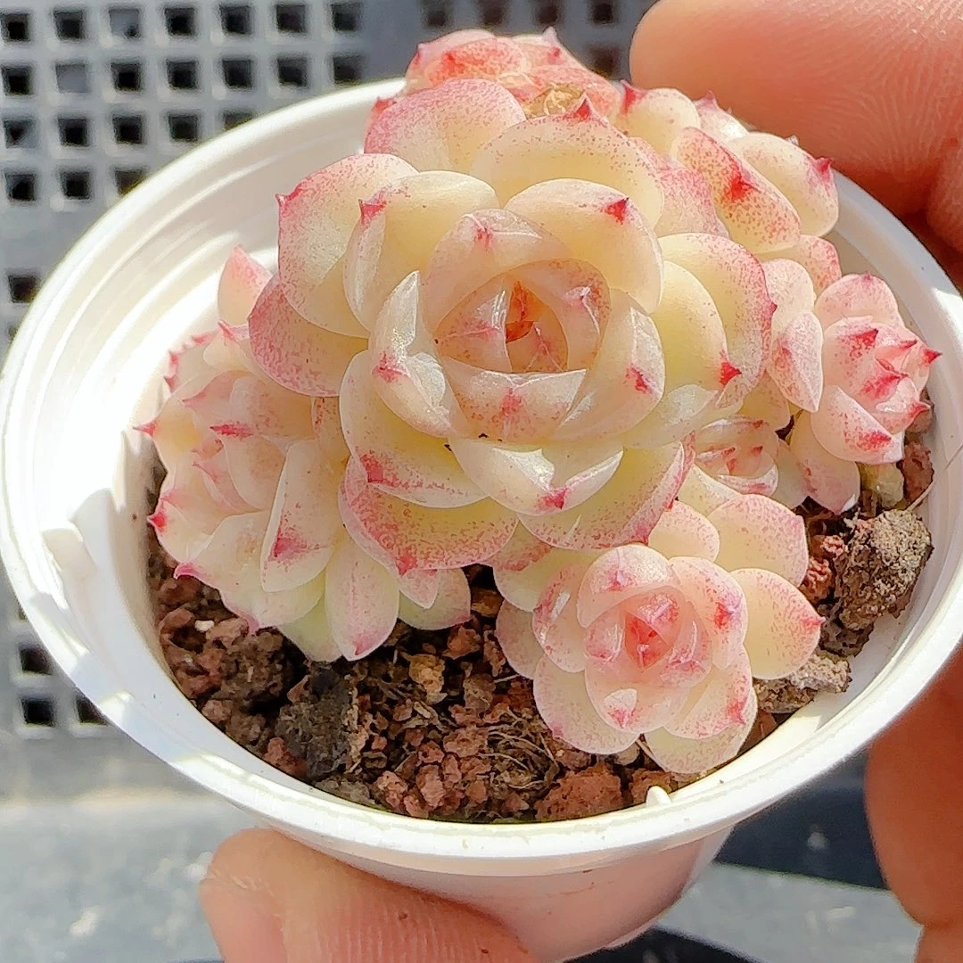 1209-89（xx-74）优选多肉