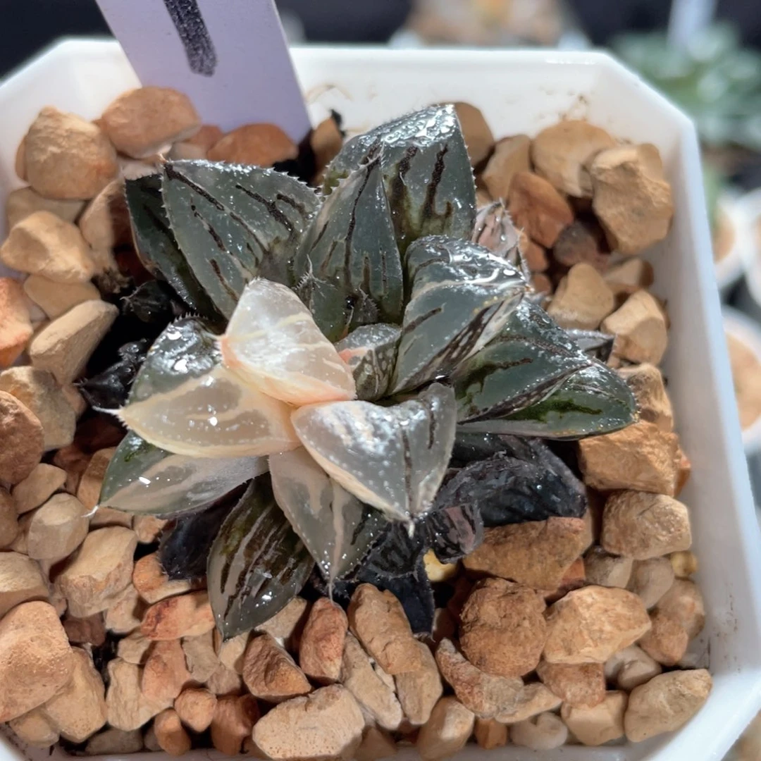阿娜塔锦。