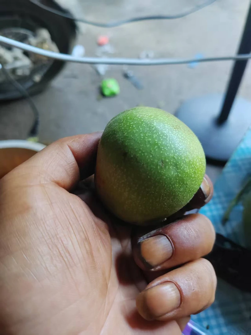 老树官帽青皮每单十个