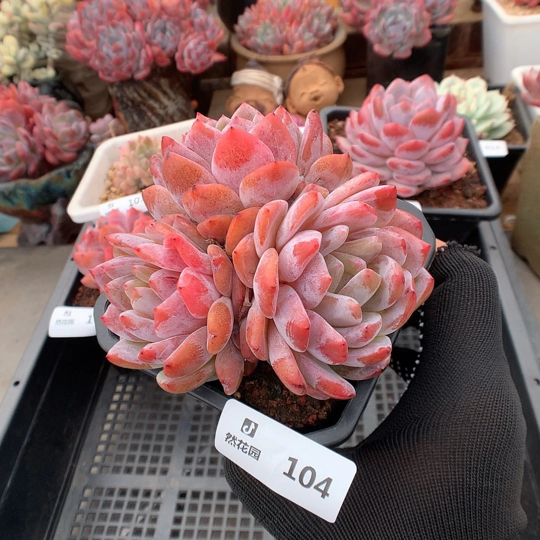 104雪天使多肉植物6666