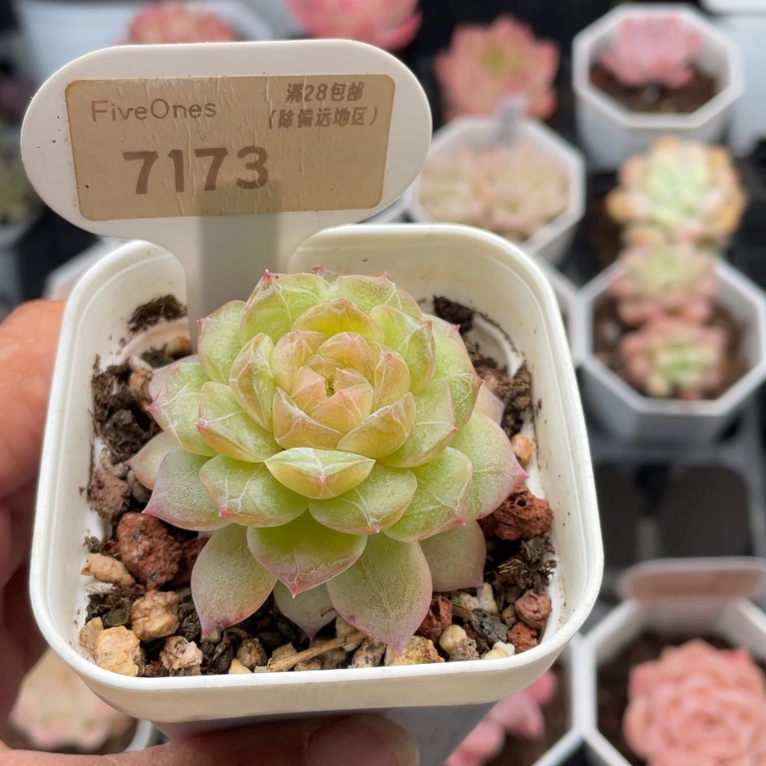 编号系列7173-4.0厘米