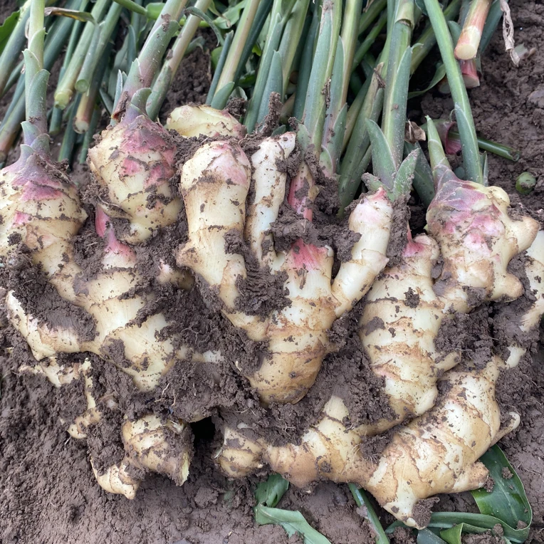 2025嫩姜大肉姜山东昌邑大姜现挖现发的生吃糖醋新鲜姜仔大黄姜