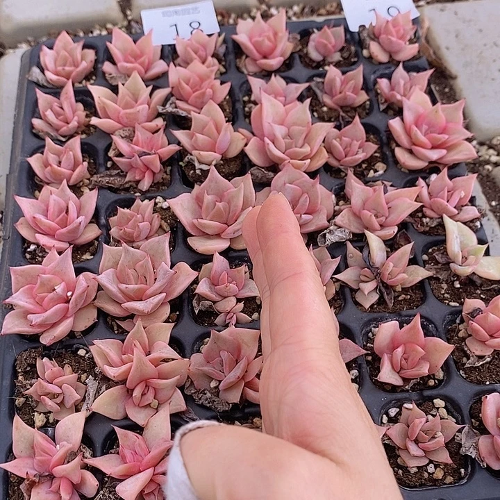 18-19 多肉植物盆栽花卉