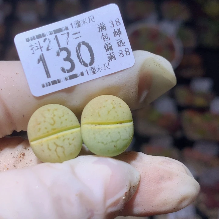 精品生石花217.130