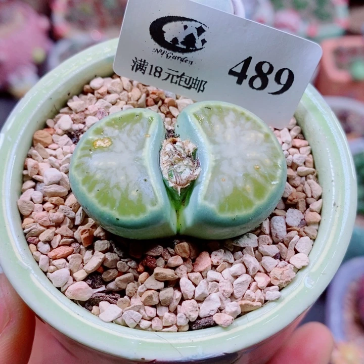 生石花花花花花花花489