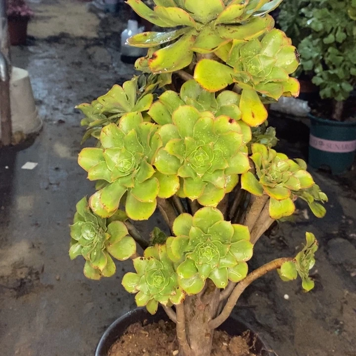 君美丽多肉植物38