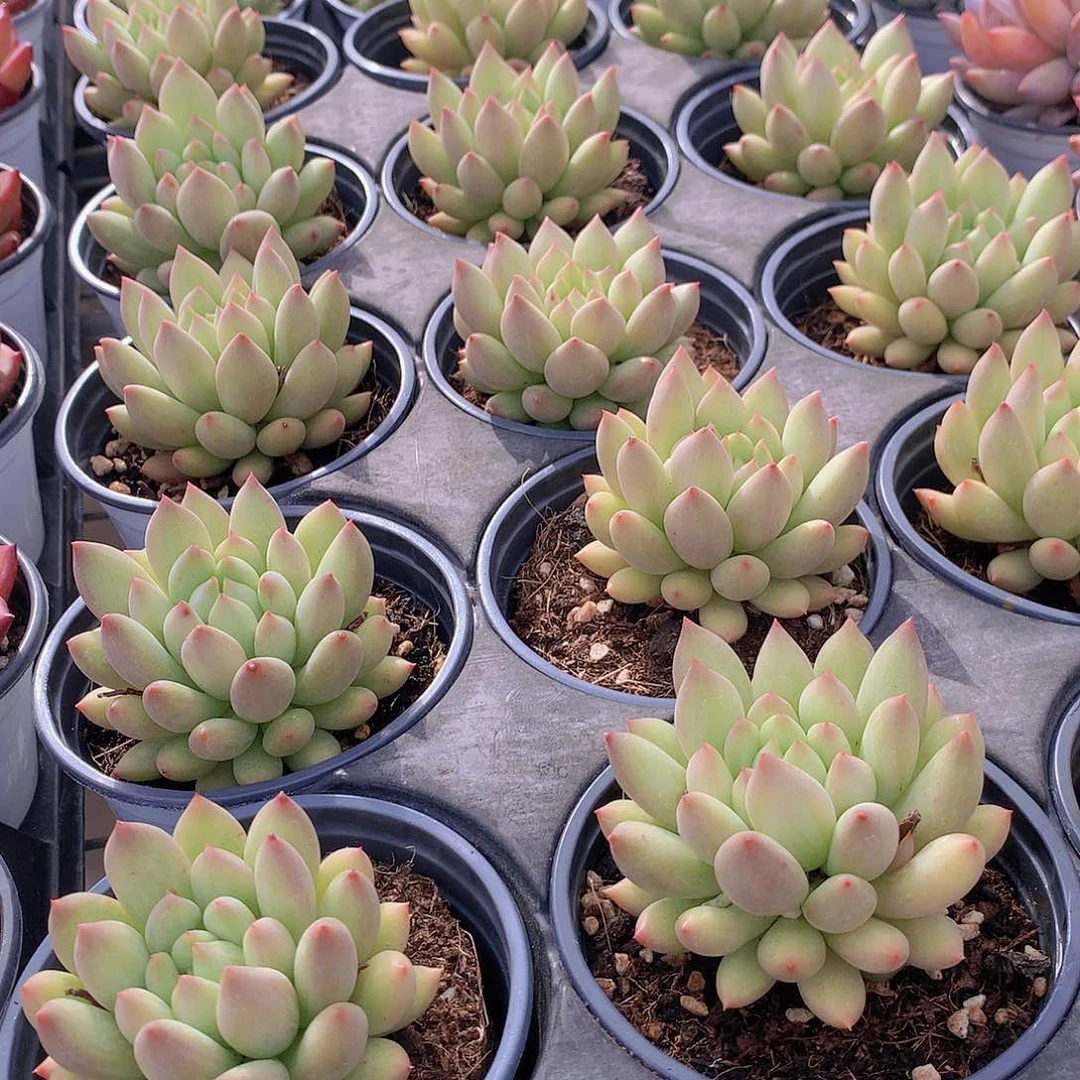 黄体虞美人34578899999