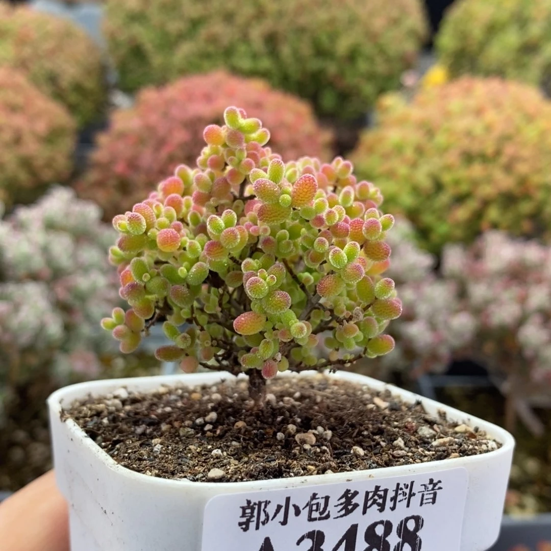 蜜橘糖球3488枝干番杏