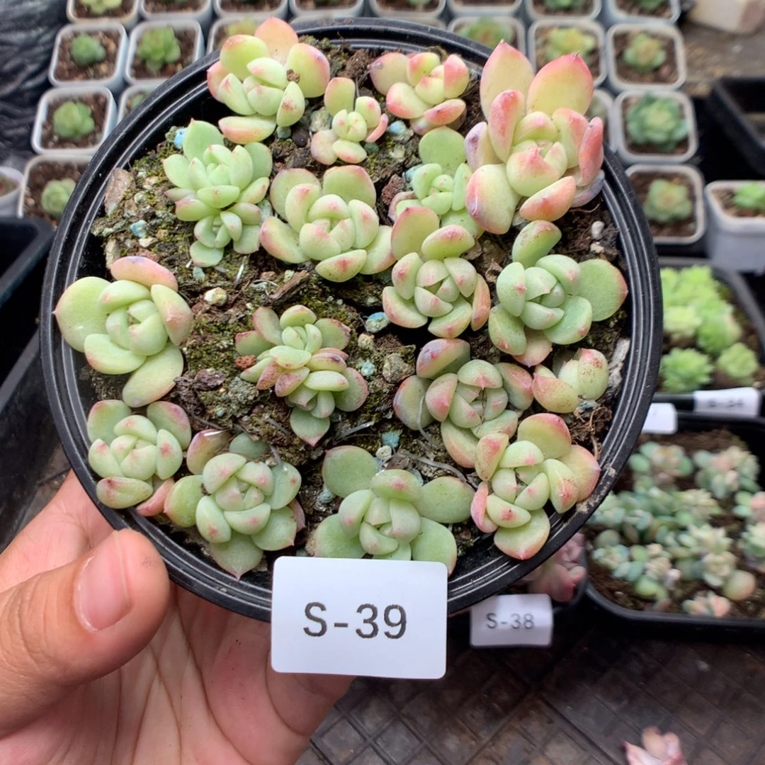 无花朵S31英语英语