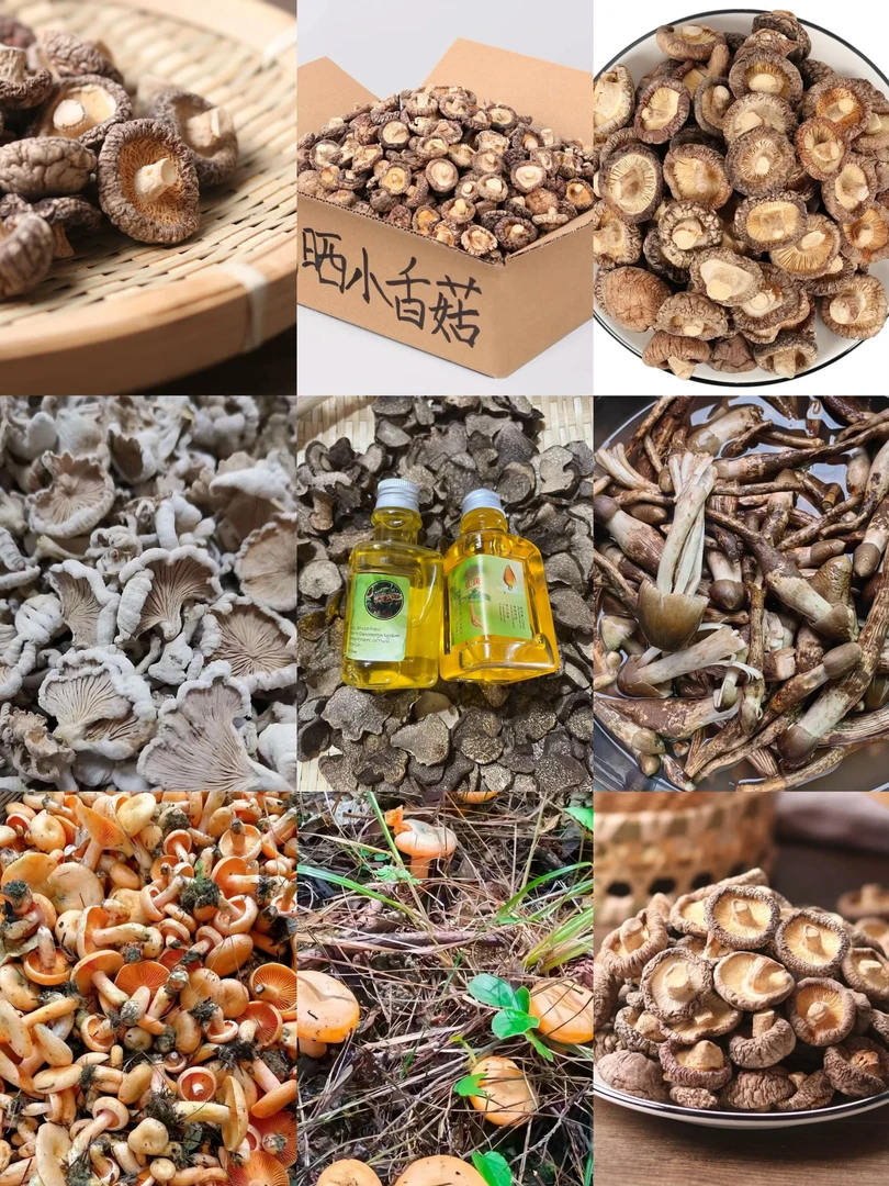 滇缅藏山货 香菇