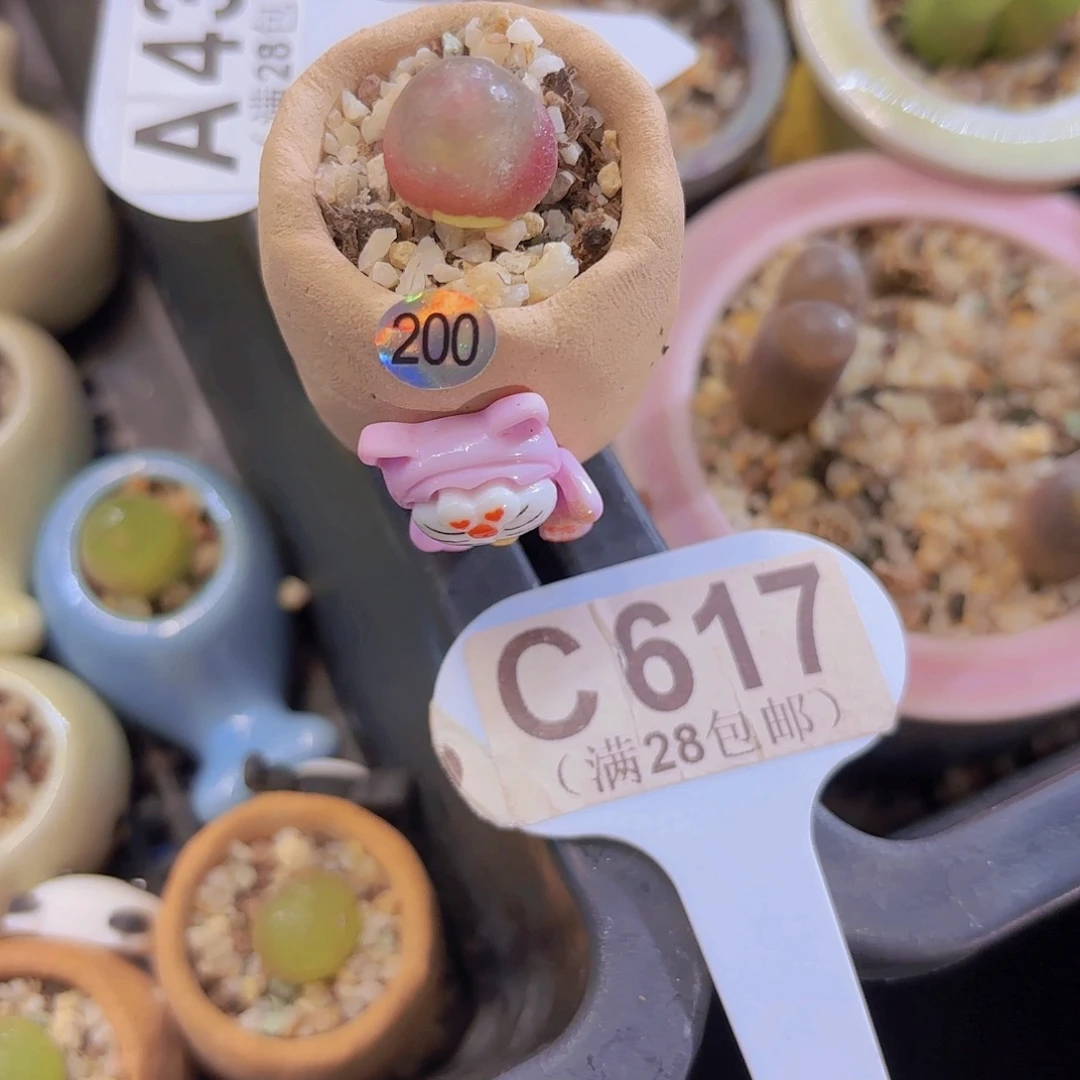 C617灯泡一物一拍