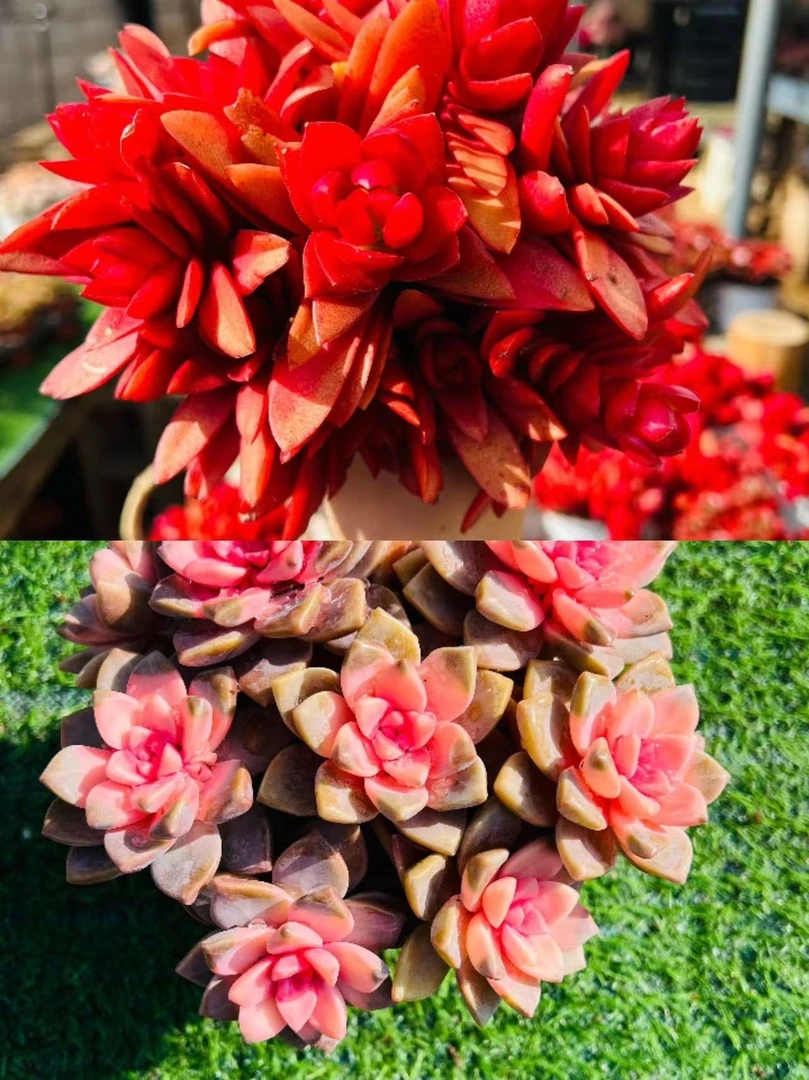 【红百合+樱花锦】带盆带土 净化空气多肉植物 新手简单好养活