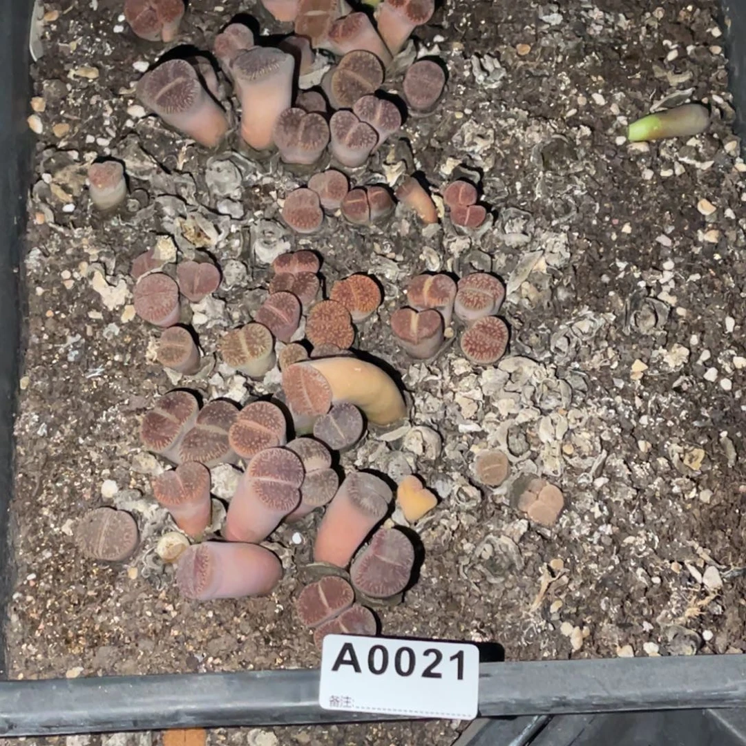 用***50021福利筐1不售后